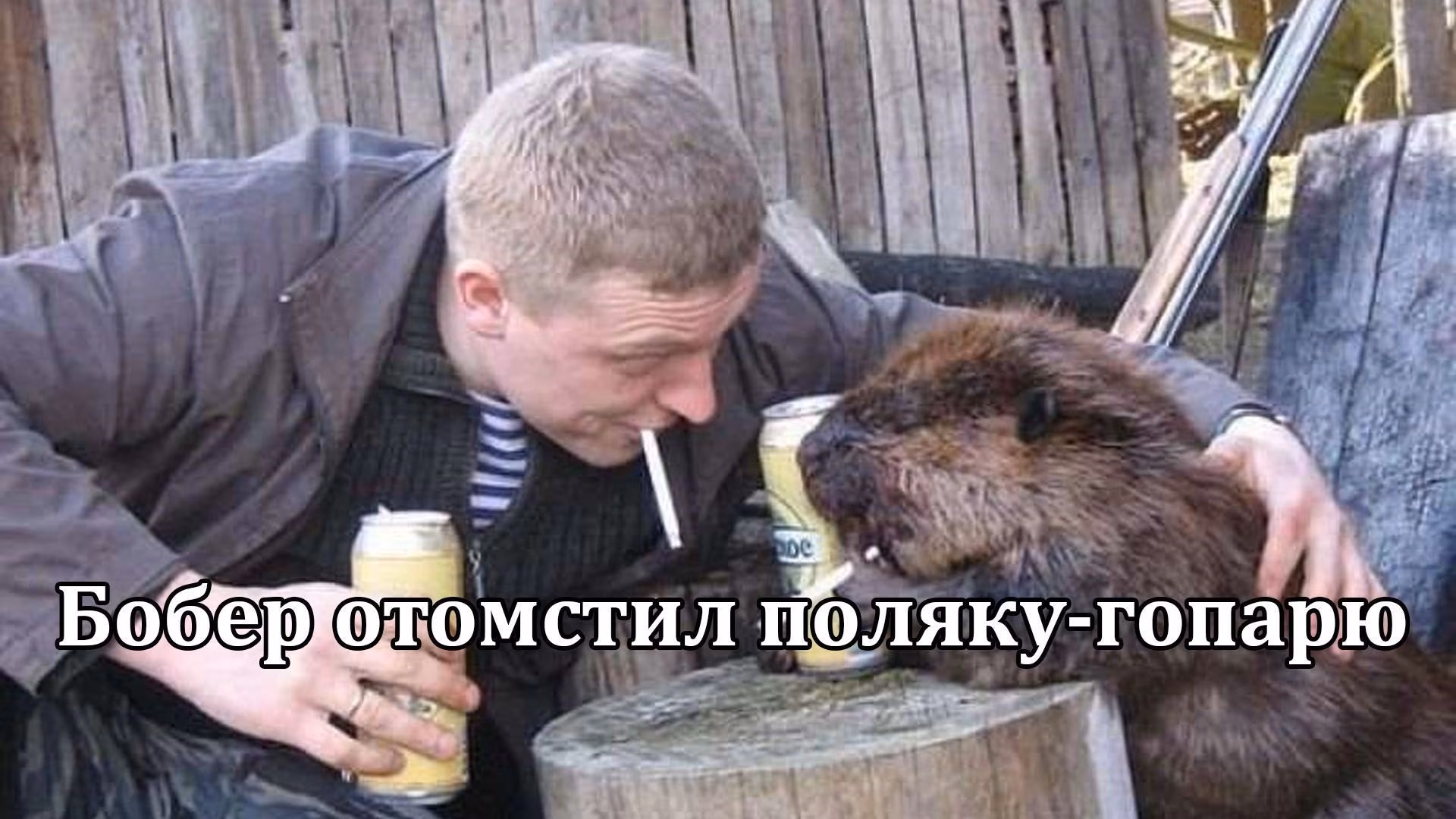 Бобер убивает человека! Поляк доебался к бобру и помер
