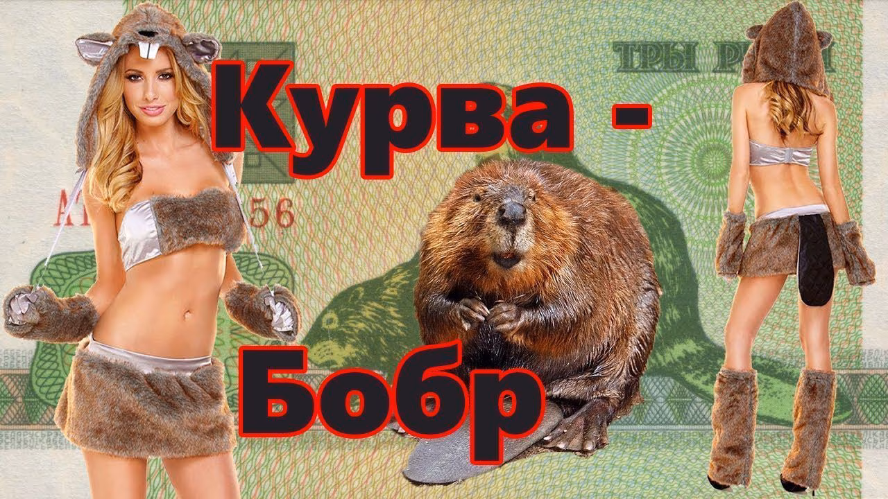 Курва Бобр